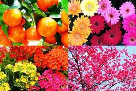 花果植物：柑橘、非洲菊、長壽花、仙丹花與櫻花