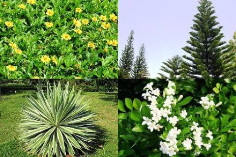 黃花地被、南洋杉、龍舌蘭類植株與開白花的七里香