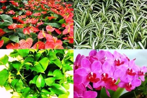 室內常見盆花與觀葉植物：火鶴花、吊蘭、觀葉植物與蝴蝶蘭