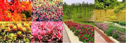 彩葉植物、成排行道樹與花圃步道
