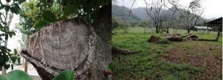 左：大型喬木鋸除後的樹幹斷面；右：開闊草地與樹木